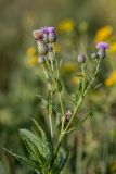 Cirsium setosum. Верхушка растения с соцветиями. Ростовская обл., Азовский р-н, окр. хут. Лагутник, пойменный луг. 15.09.2019.