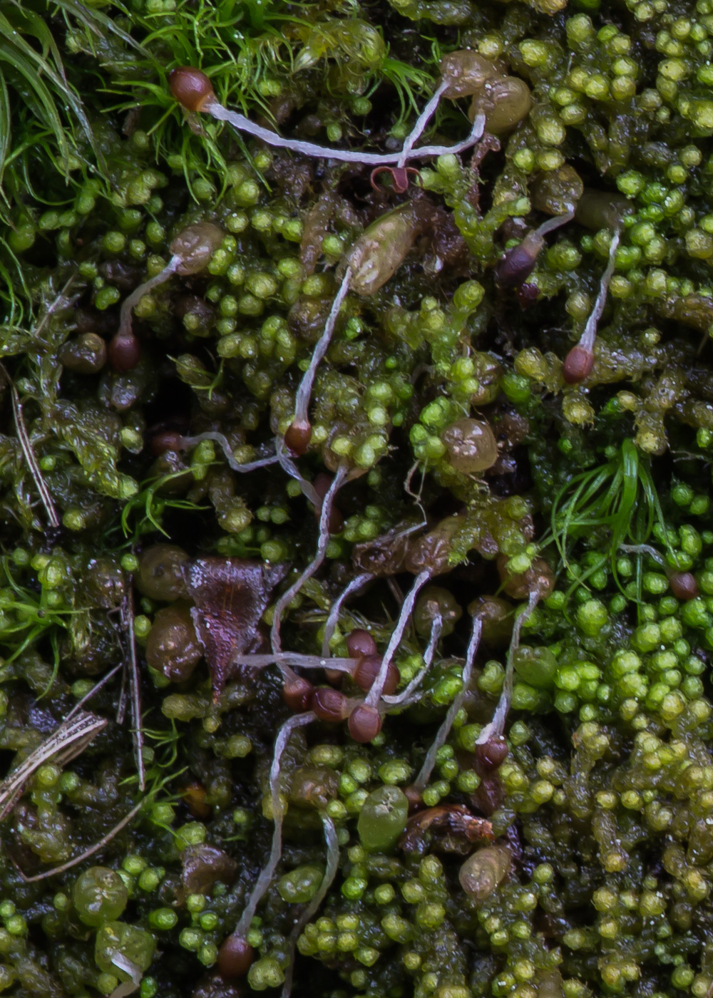 Image of Ptilidium pulcherrimum specimen.