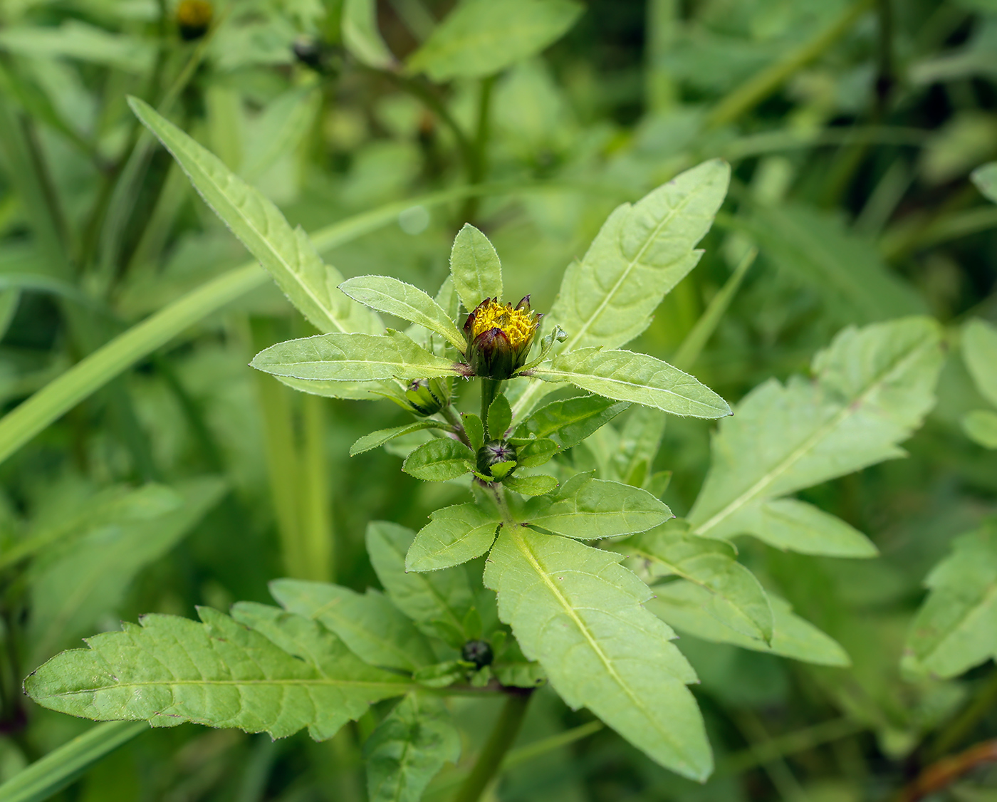 Image of Bidens tripartita specimen.