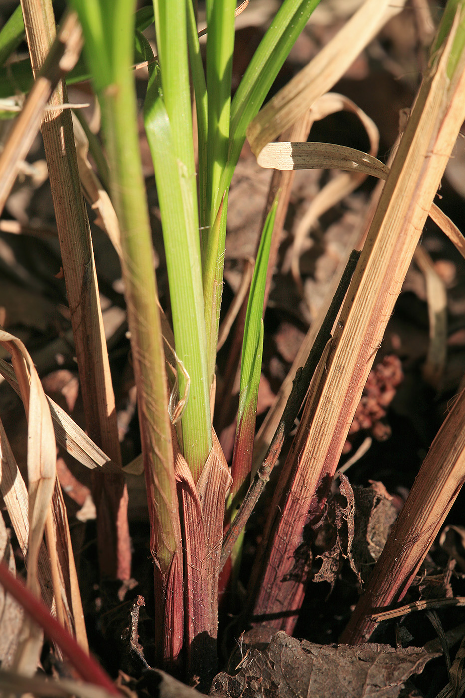 Изображение особи Carex vesicaria.