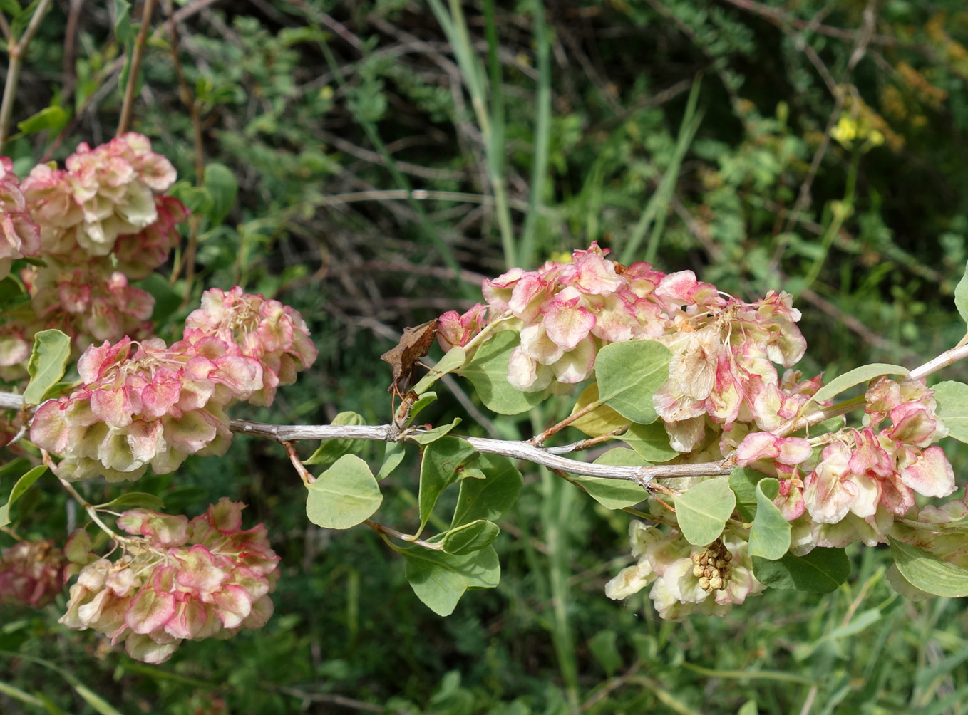 Изображение особи Atraphaxis pyrifolia.