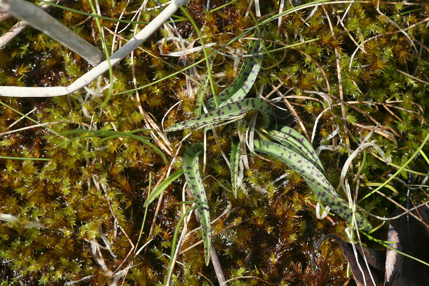 Изображение особи Dactylorhiza traunsteineri.