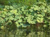 Petasites radiatus