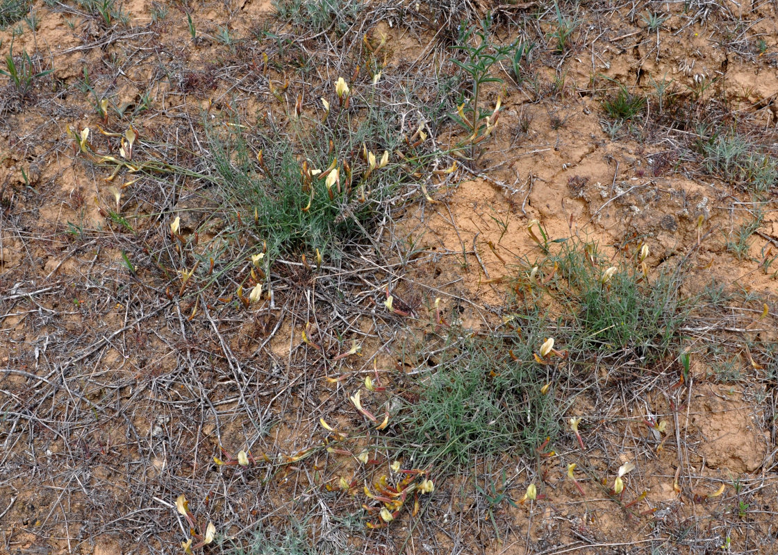 Изображение особи Astragalus ucrainicus.