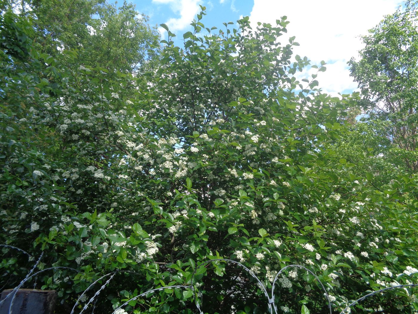 Изображение особи род Crataegus.
