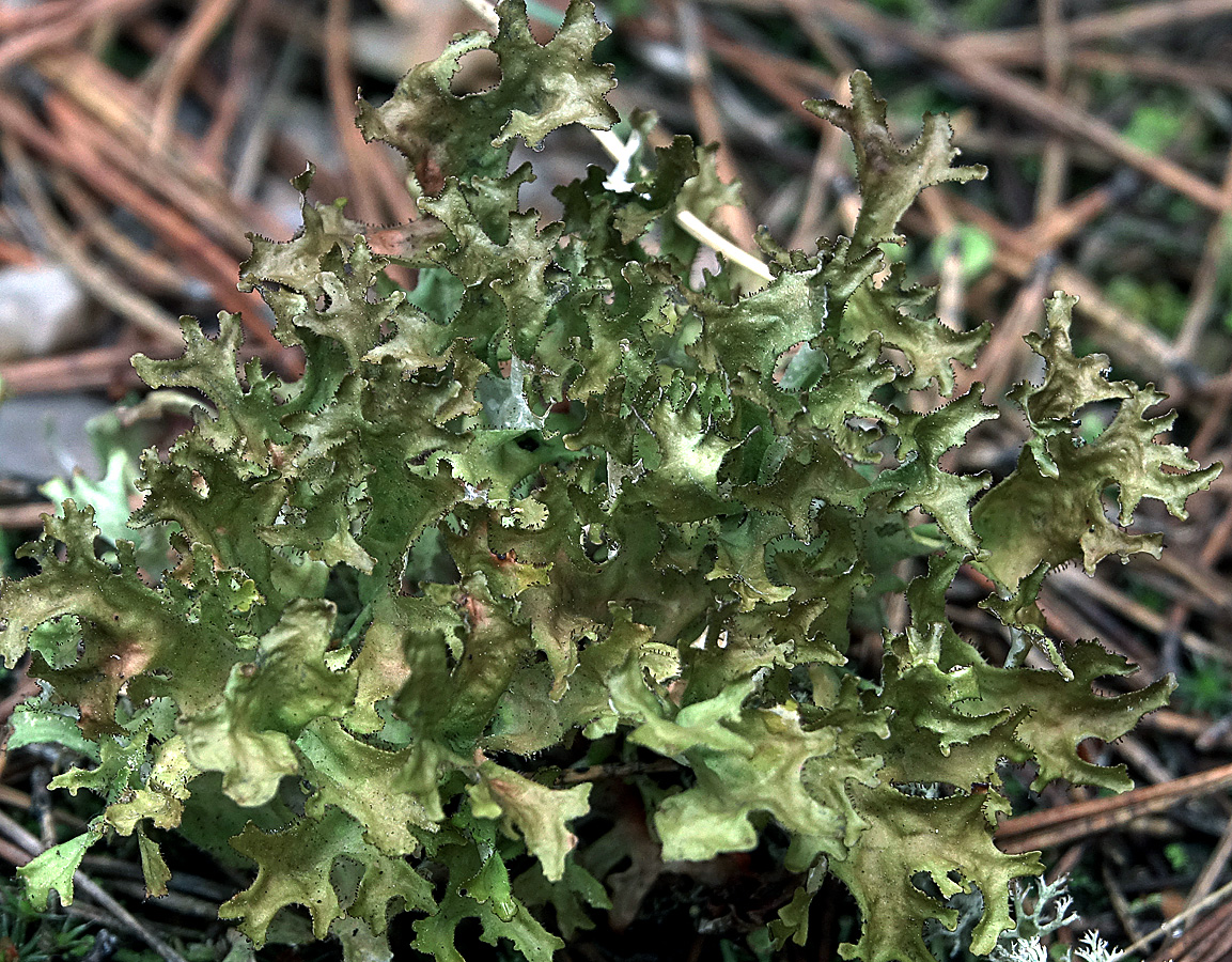 Image of Cetraria islandica specimen.