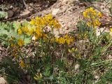 Hippocrepis comosa. Цветущее растение. Крым, Севастополь, газон. 30.04.2020.