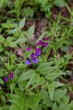 Lathyrus vernus