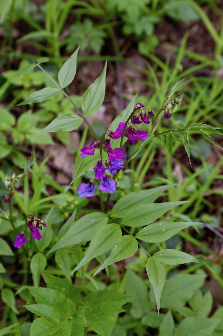 Изображение особи Lathyrus vernus.