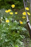 Doronicum pardalianches