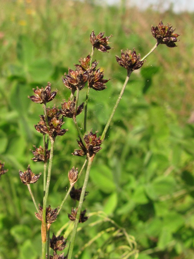 Image of Juncus articulatus specimen.