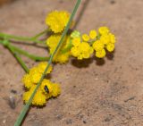 Nidorella resedifolia