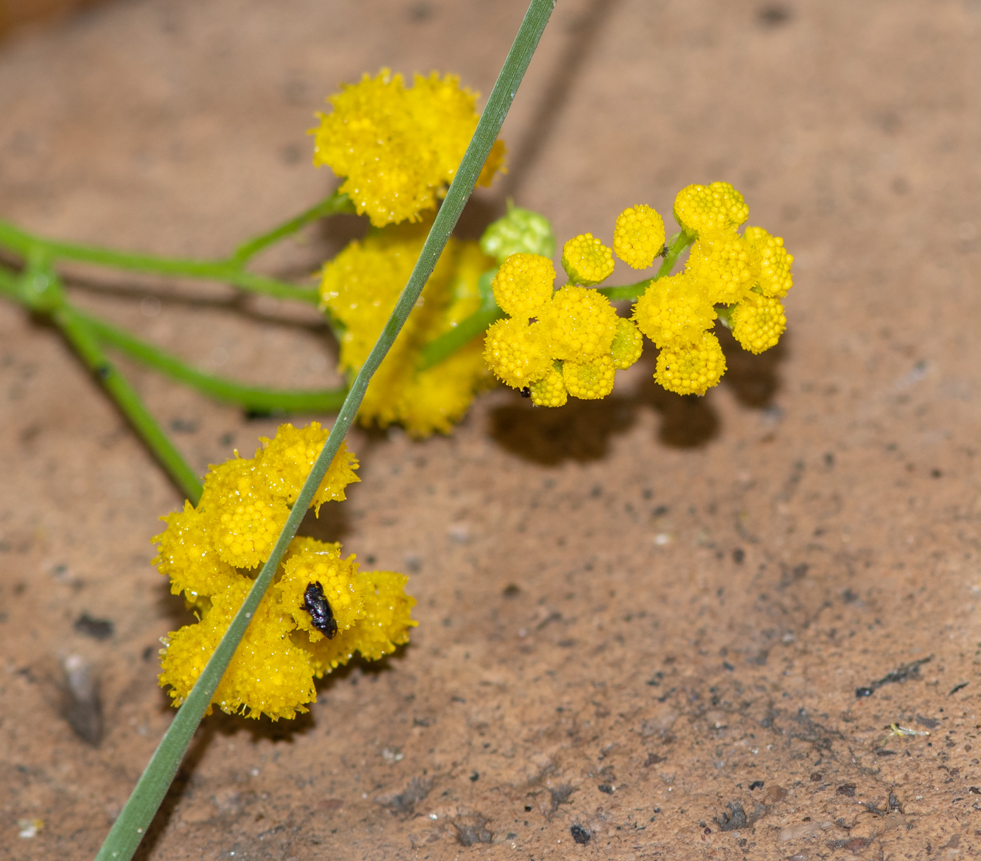 Image of Nidorella resedifolia specimen.