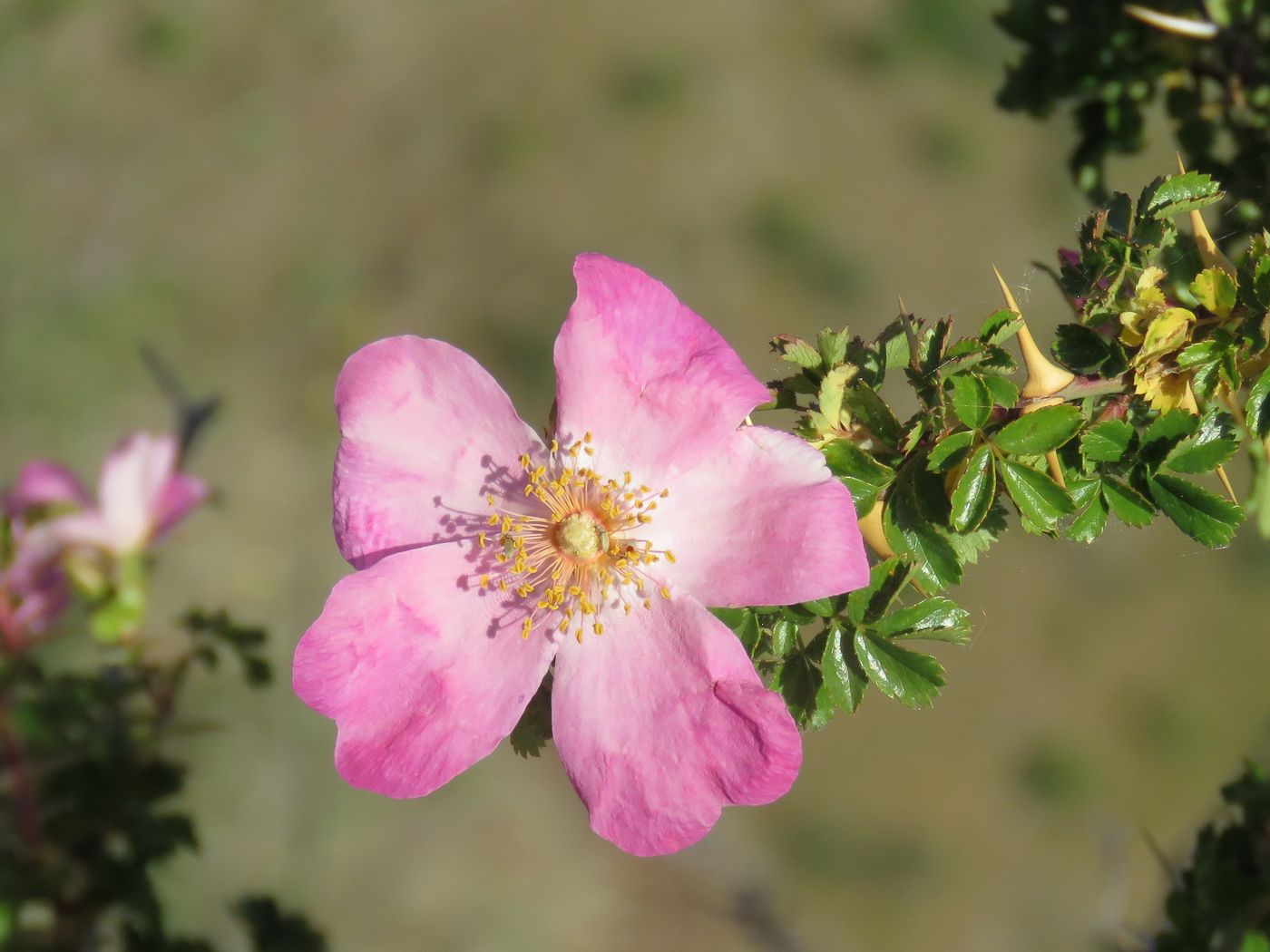 Image of Rosa maracandica specimen.