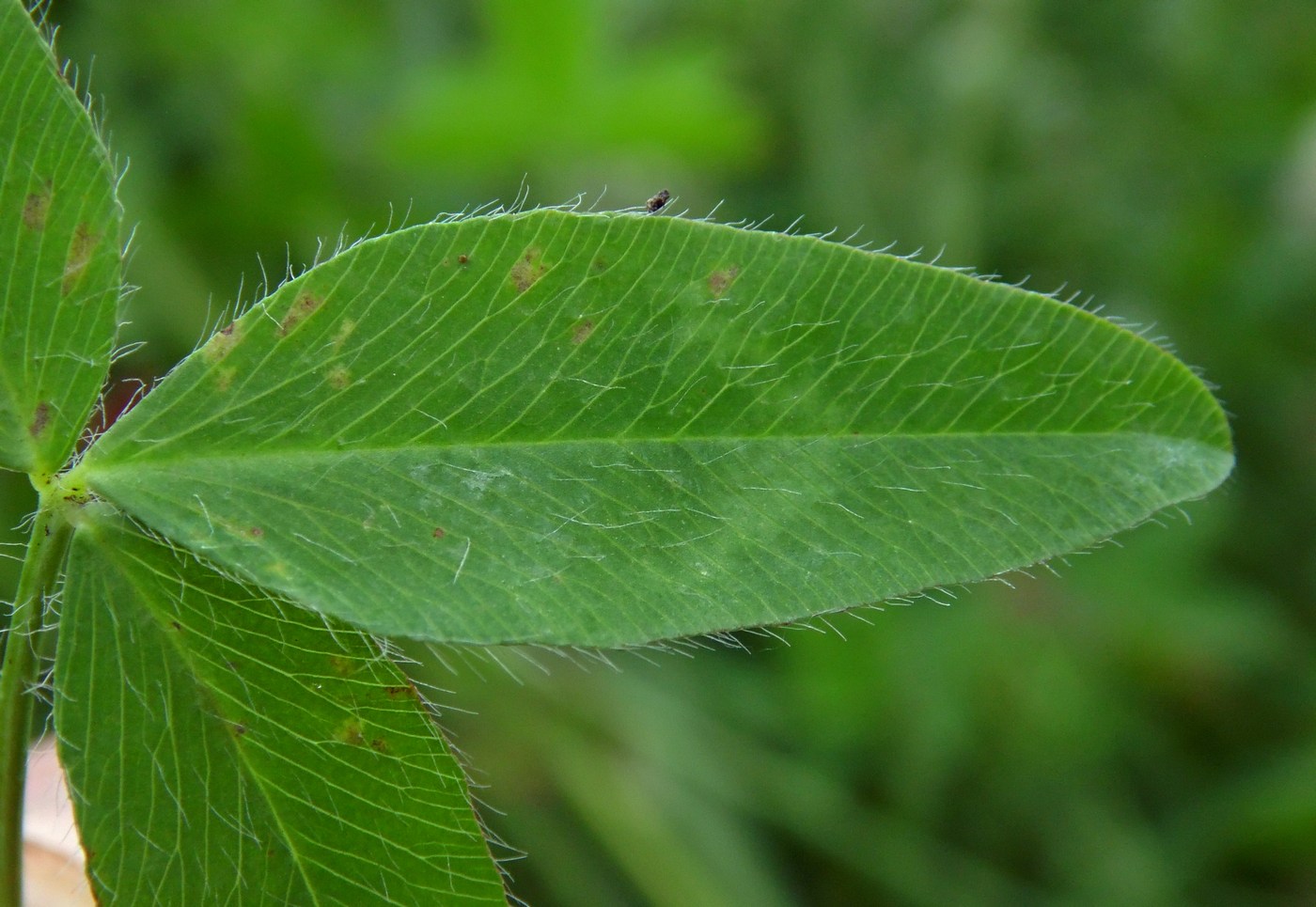 Image of Trifolium diffusum specimen.