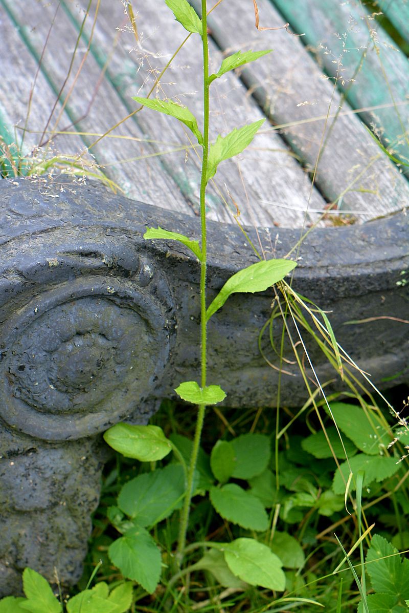 Image of Erigeron annuus specimen.