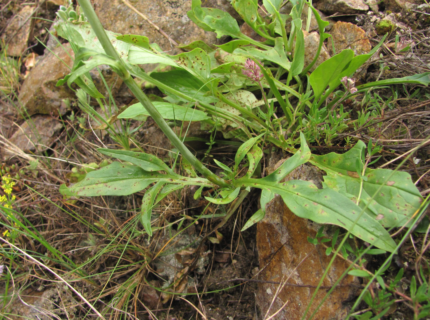 Image of Valeriana cardamines specimen.