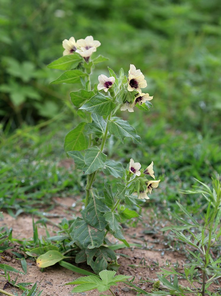 Изображение особи Hyoscyamus niger.