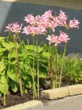 Lycoris squamigera