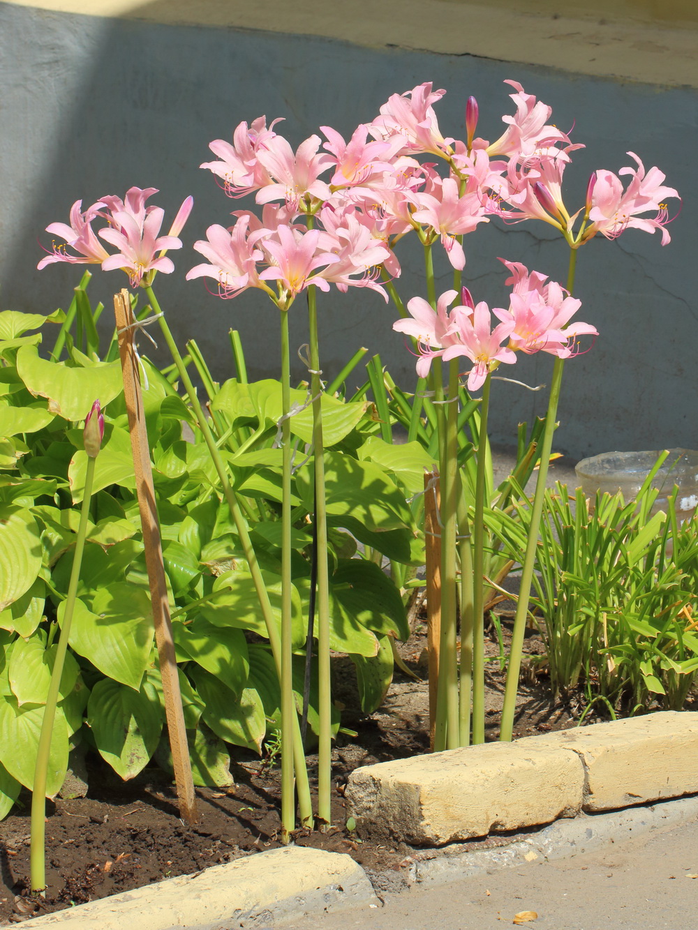 Image of Lycoris squamigera specimen.