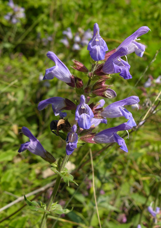 Изображение особи Salvia tomentosa.