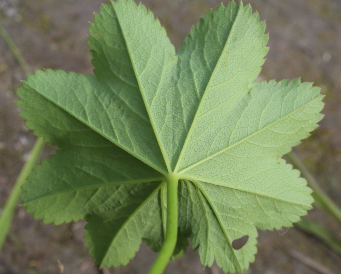 Изображение особи Alchemilla uralensis.