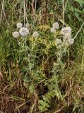 Echinops sphaerocephalus. Цветущие растения. Украина, Запорожская обл., Гуляйпольский р-н, г. Гуляйполе, берег р. Гайчур. 21.08.2020.