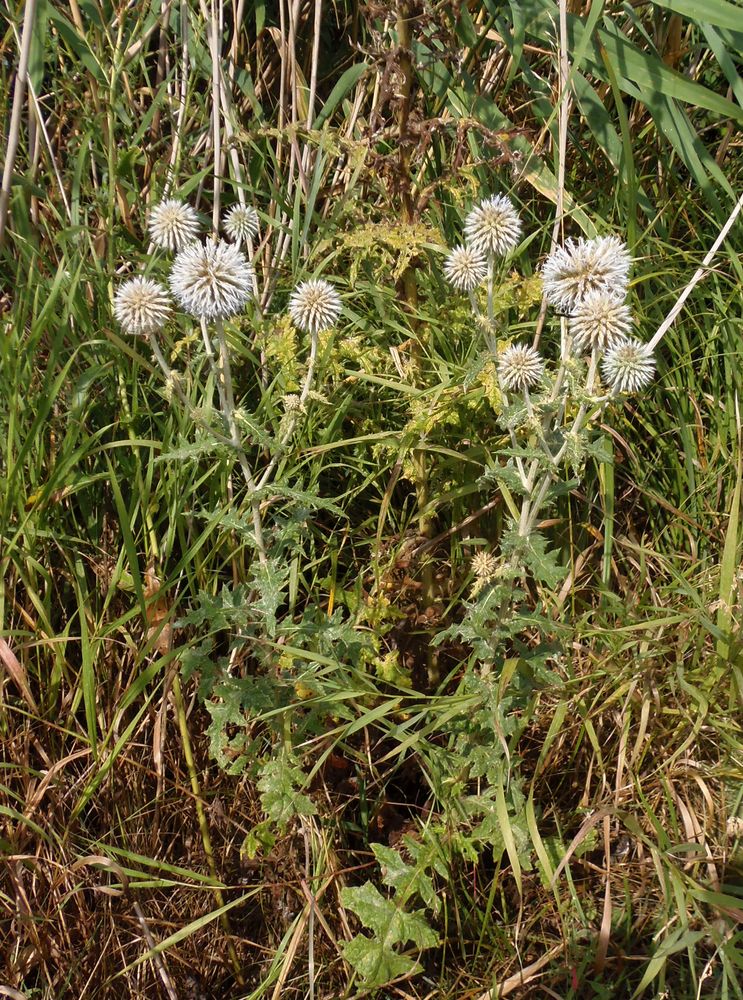 Image of Echinops sphaerocephalus specimen.