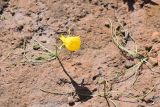 Narcissus bulbocodium