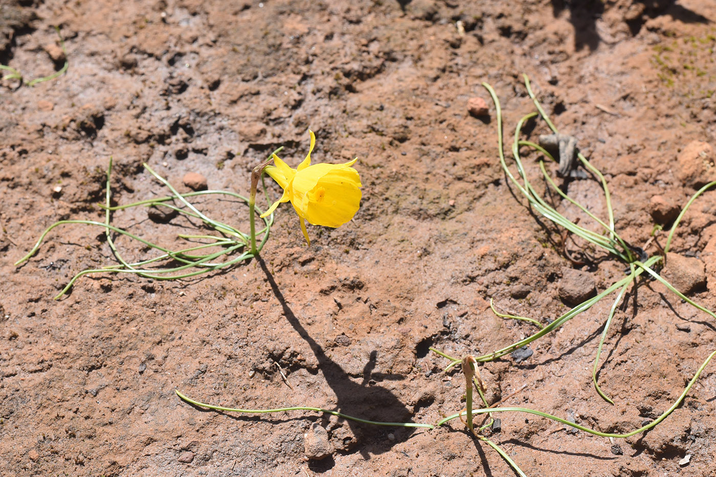 Изображение особи Narcissus bulbocodium.