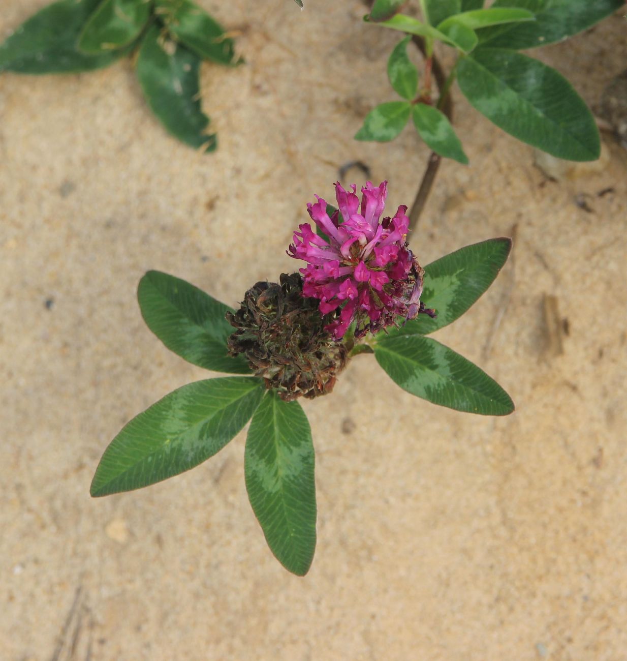 Изображение особи Trifolium pratense.