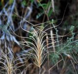 Taeniatherum crinitum. Соплодие. Узбекистан, Кашкадарьинская обл., Шахрисабзский р-н, зап. отр. Гиссарского хр., окр. кишлака Хумман, в тени скалы. 18.07.2013.