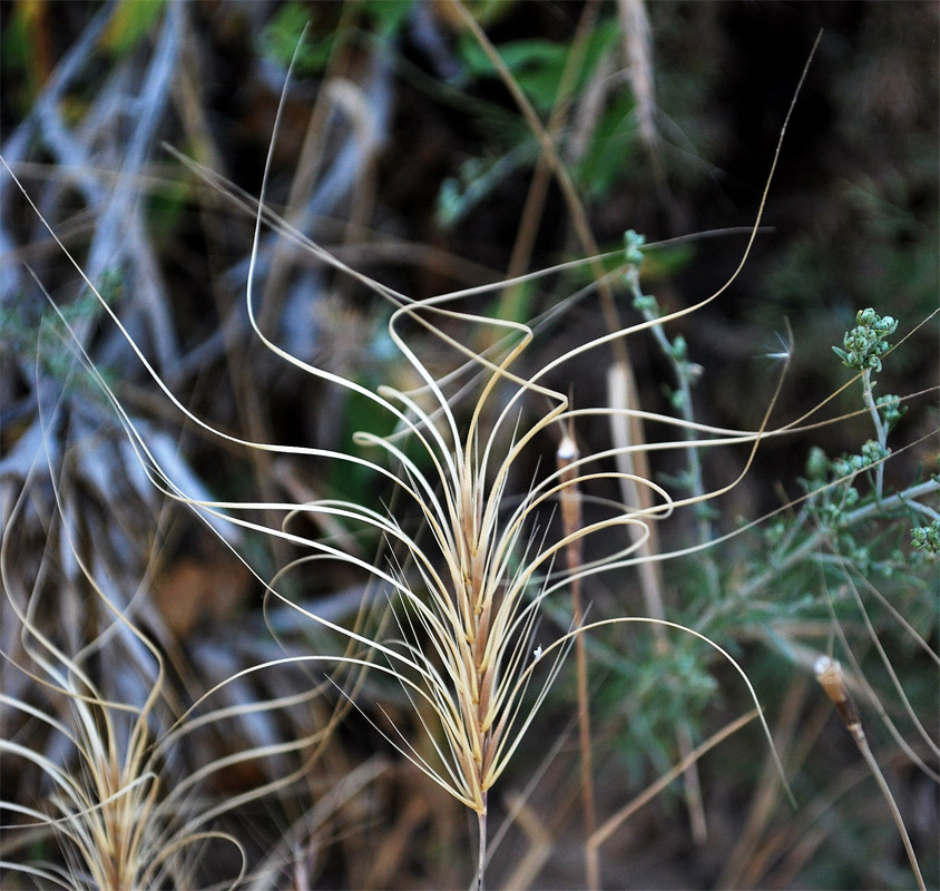 Изображение особи Taeniatherum crinitum.