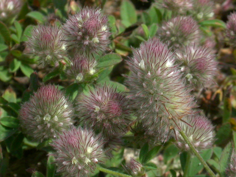 Image of Trifolium arvense specimen.