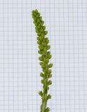 Image of taxon representative. Author is Татьяна Мальчинская