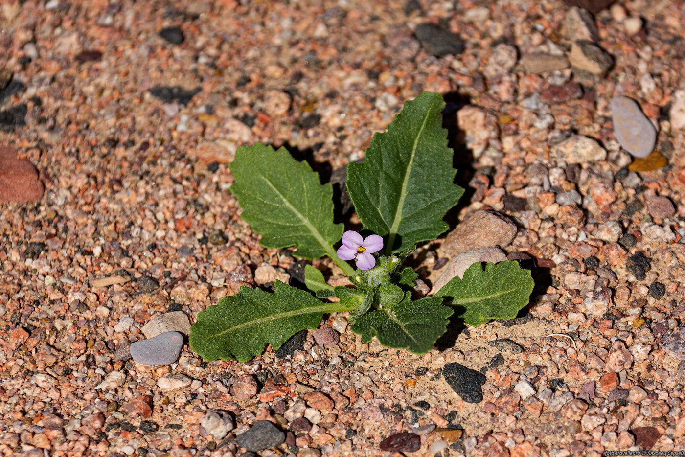 Image of Diplotaxis acris specimen.