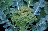 Brassica oleracea variety italica. Соцветие. Челябинская обл., Сосновский р-н, пос. Кременкуль, в культуре. 23.07.2020.