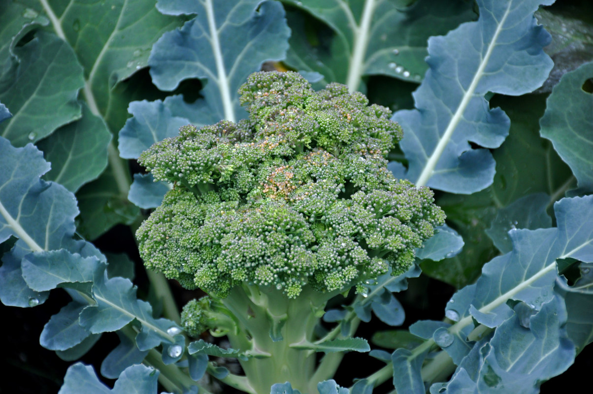 Image of Brassica oleracea var. italica specimen.