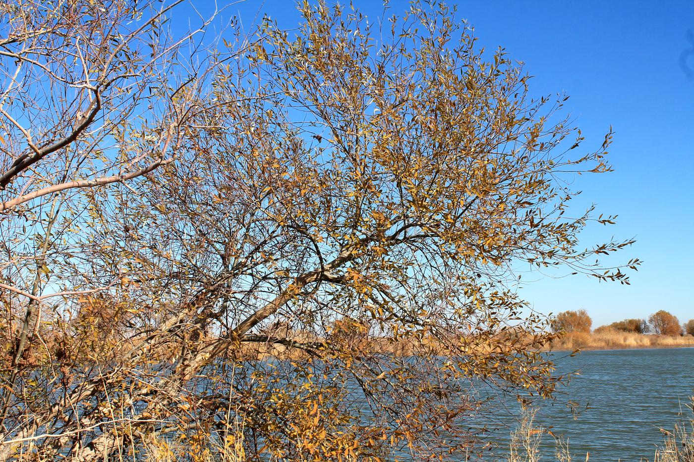 Изображение особи Salix wilhelmsiana.