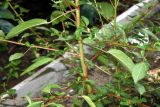 Corchorus olitorius