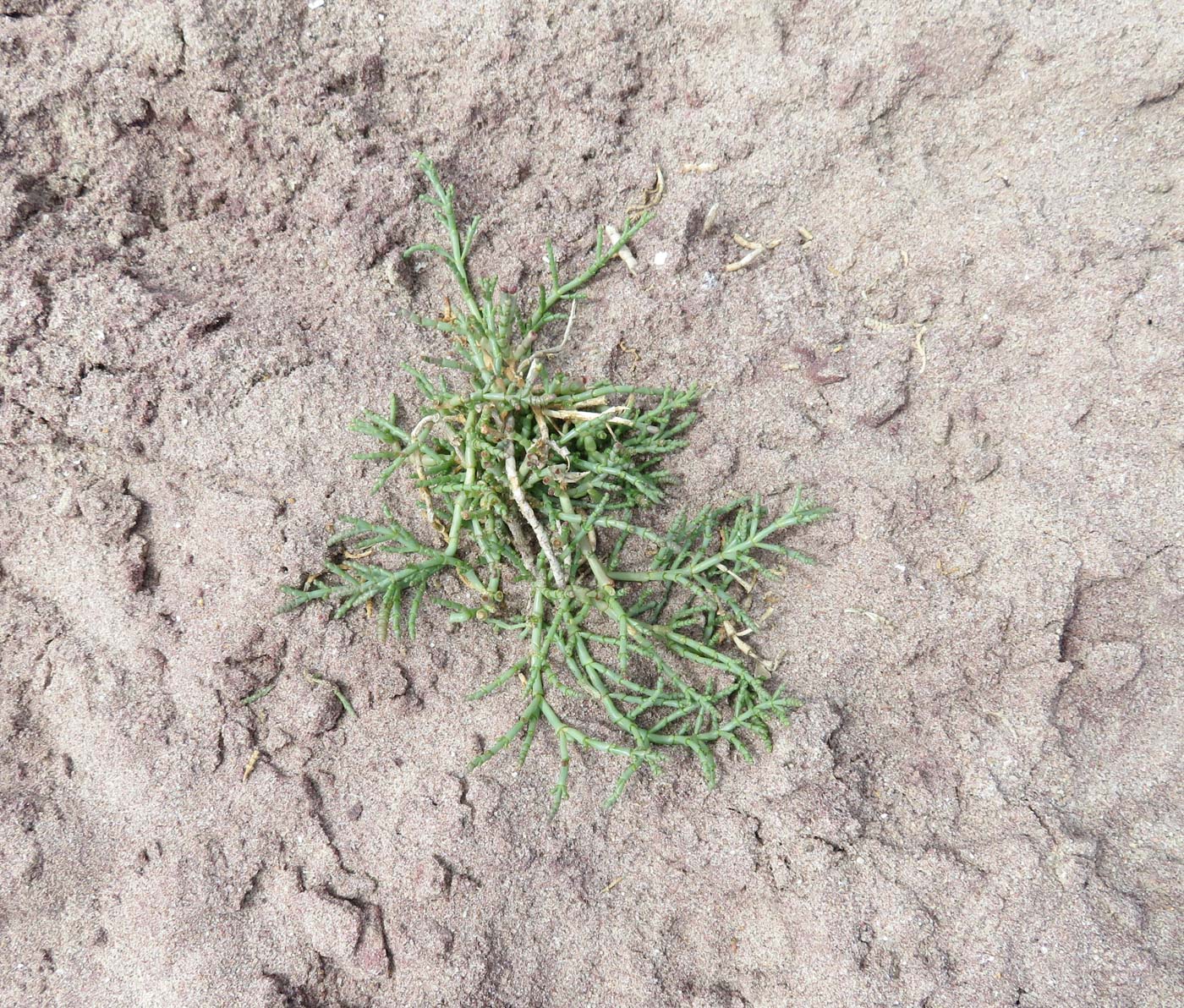 Изображение особи Salicornia natalensis.