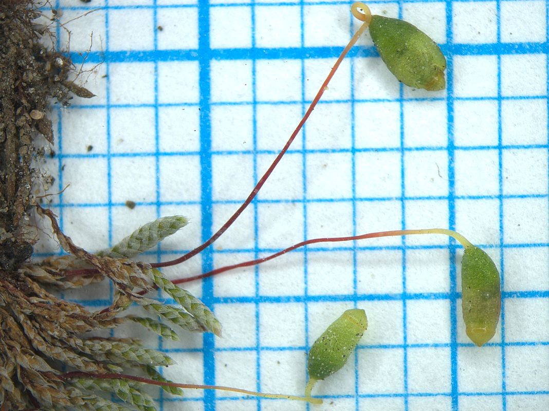 Image of Bryum argenteum specimen.