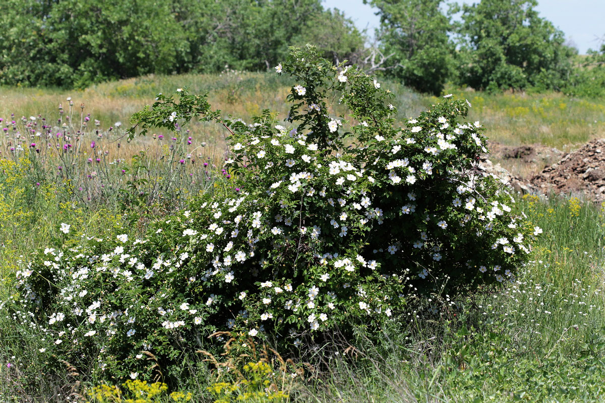 Image of Rosa balsamica specimen.