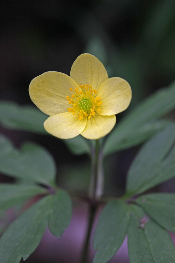 Изображение особи Anemone &times; lipsiensis.