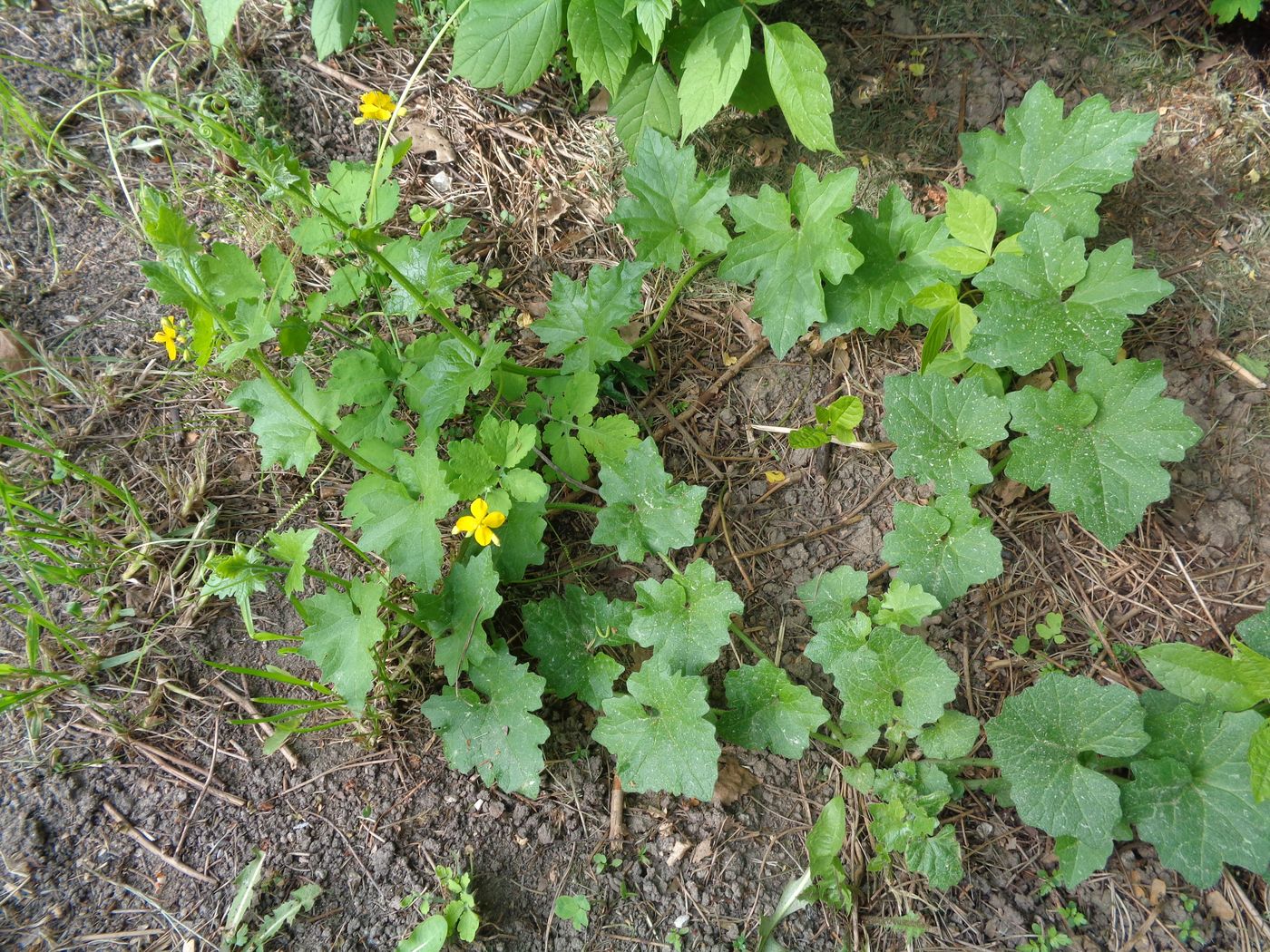 Image of Bryonia alba specimen.