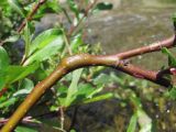 Salix kazbekensis. Часть ветви с галлом (Rabdophaga sp.). Кабардино-Балкария, Эльбрусский р-н, долина р. Ирикчат, ок. 2650 м н.у.м., берег р. Ирикчат. 07.07.2020.