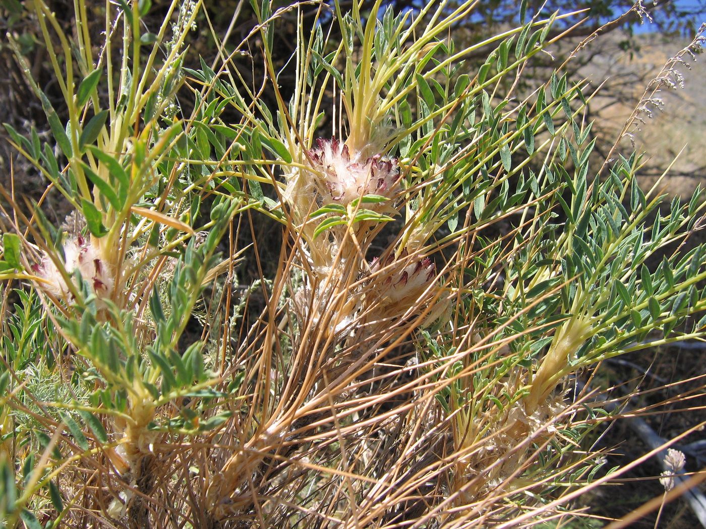 Изображение особи Astragalus pterocephalus.