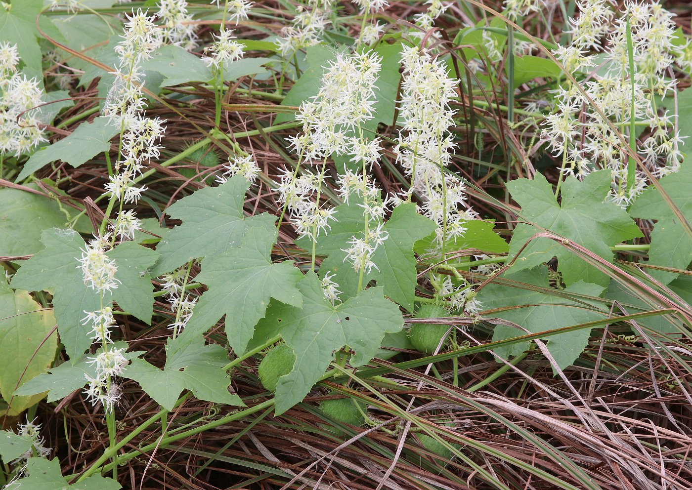 Image of Echinocystis lobata specimen.