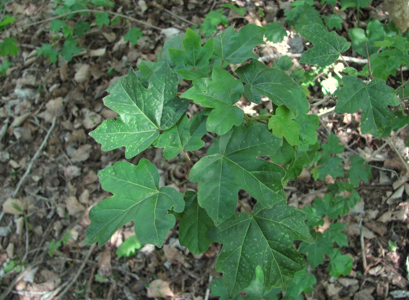 Image of Acer campestre specimen.