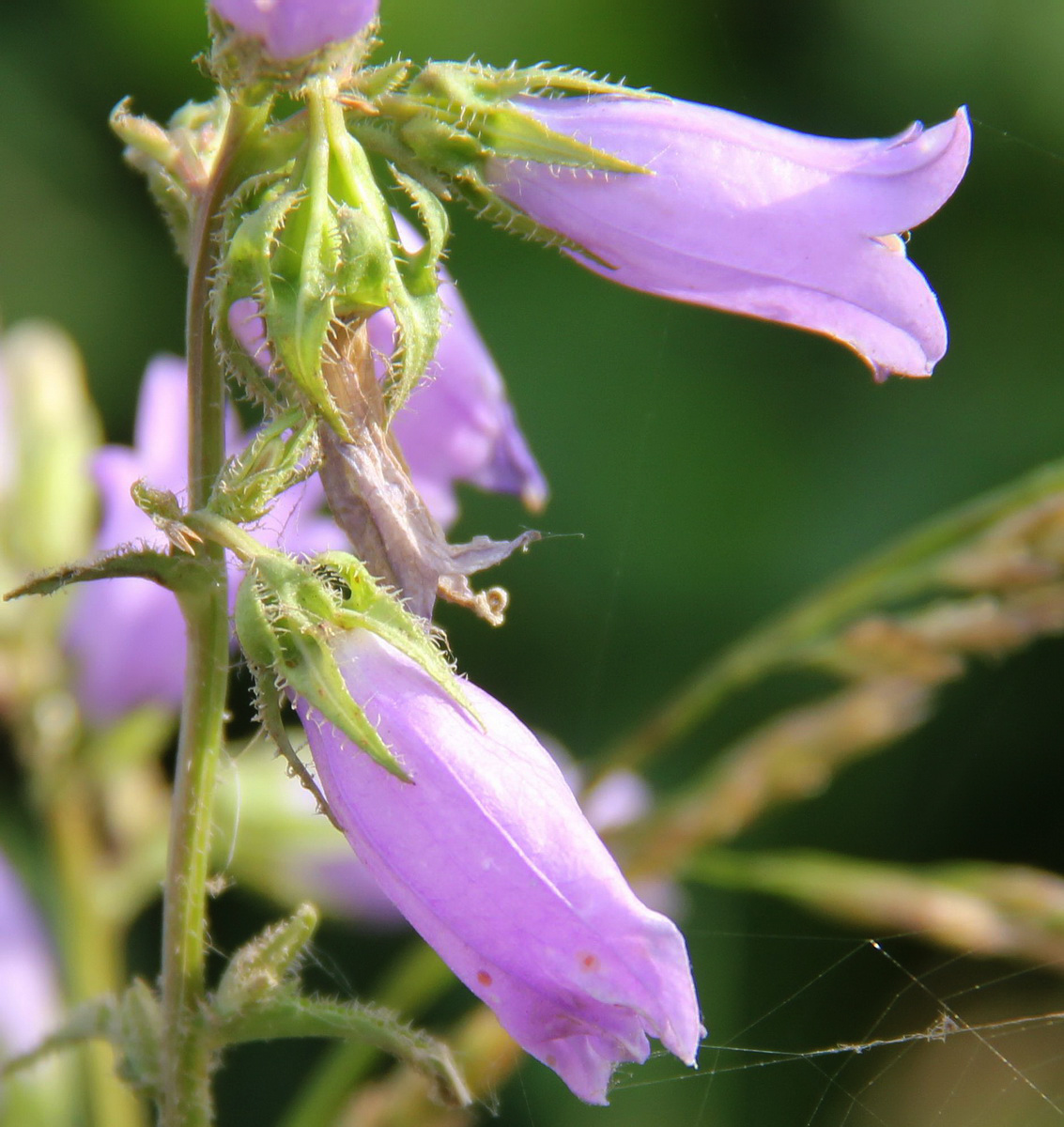 Image of Campanula praealta specimen.